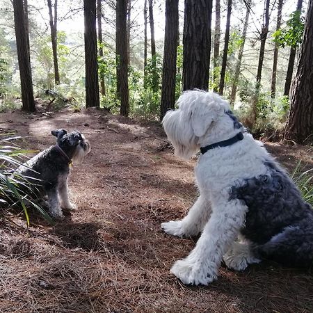 Beech Hill - Pet Friendly Holiday Home Tasman Buitenkant foto