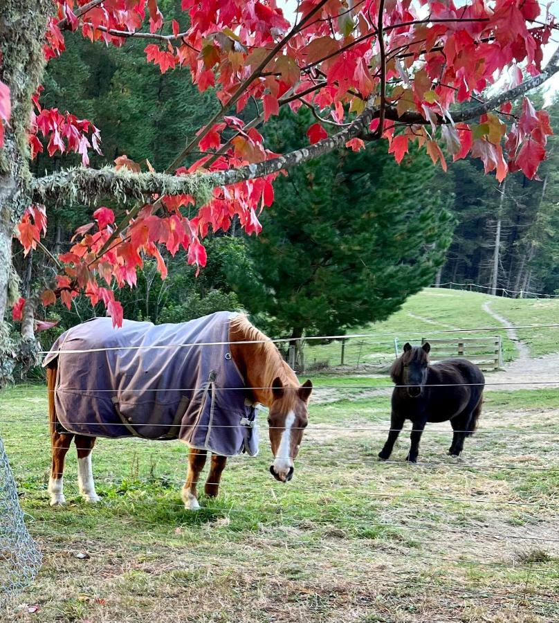 Beech Hill - Pet Friendly Holiday Home Tasman Buitenkant foto