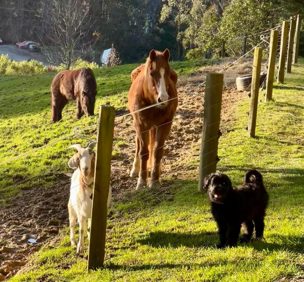 Beech Hill - Pet Friendly Holiday Home Tasman Buitenkant foto